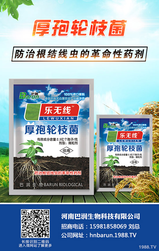 三角梅怎么養(yǎng)，三角梅的養(yǎng)殖方法和注意事項！