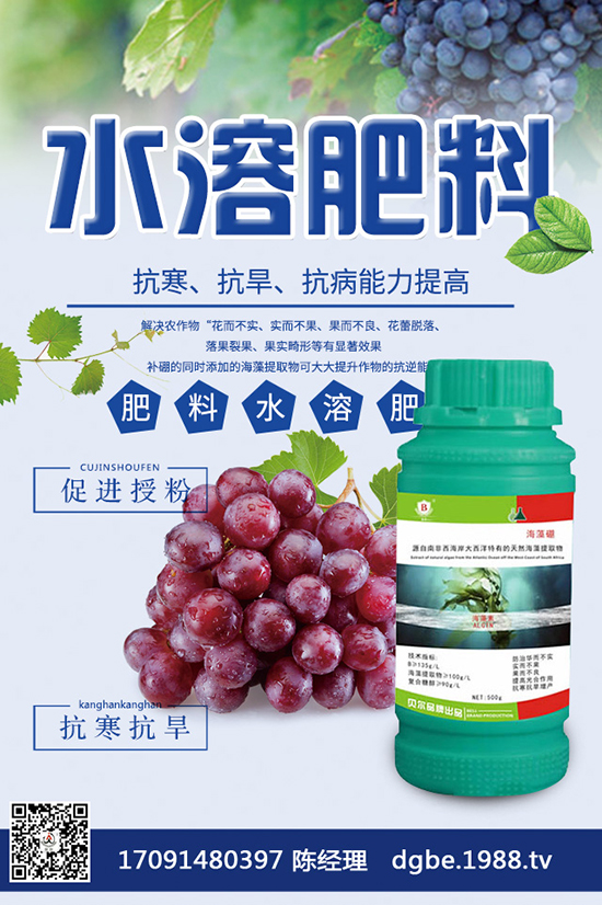 越冬番茄種植該注意什么？越冬番茄高產(chǎn)種植管理