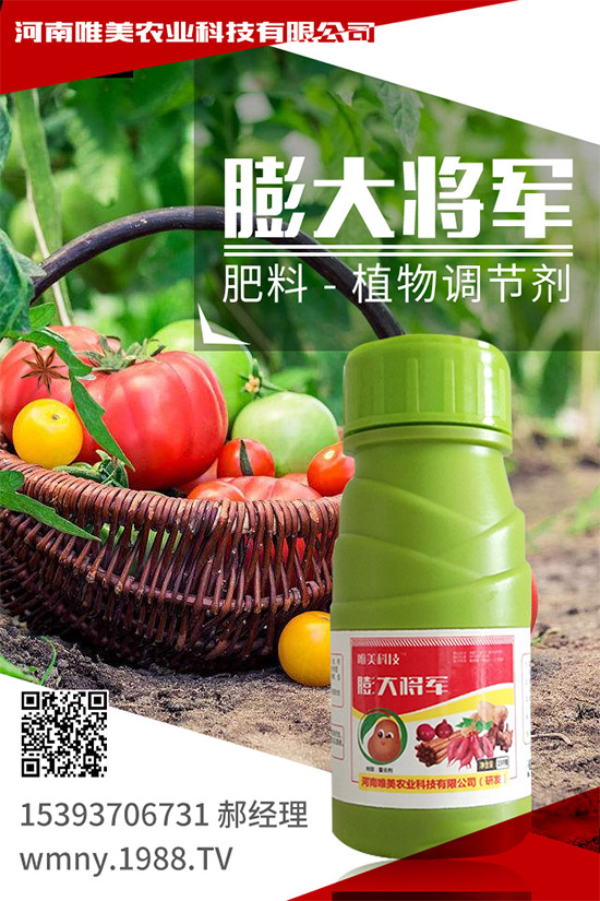 冬季草莓如何施肥？如何提高大棚的地表溫度？