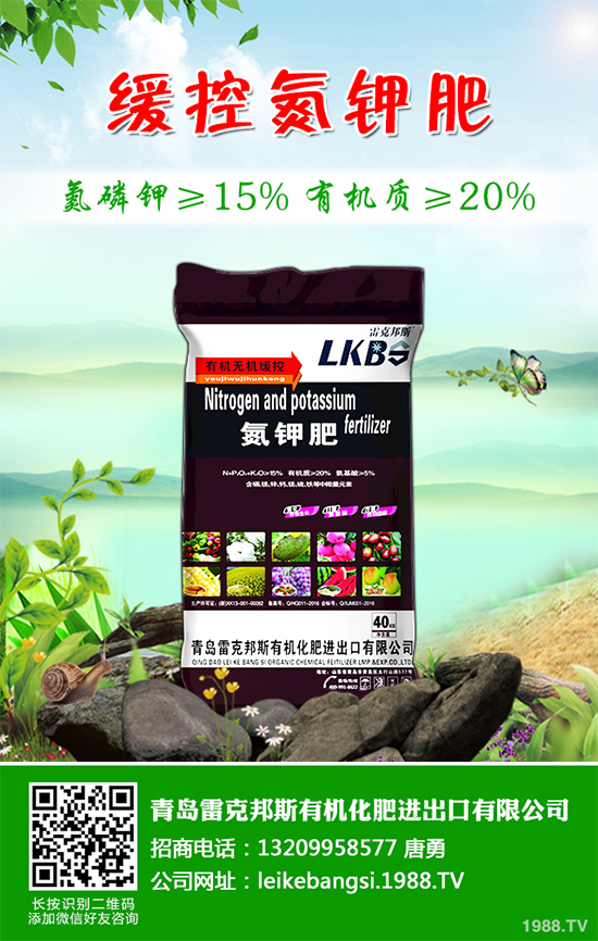 白皮松假活是咋回事？白皮松假活解決措施