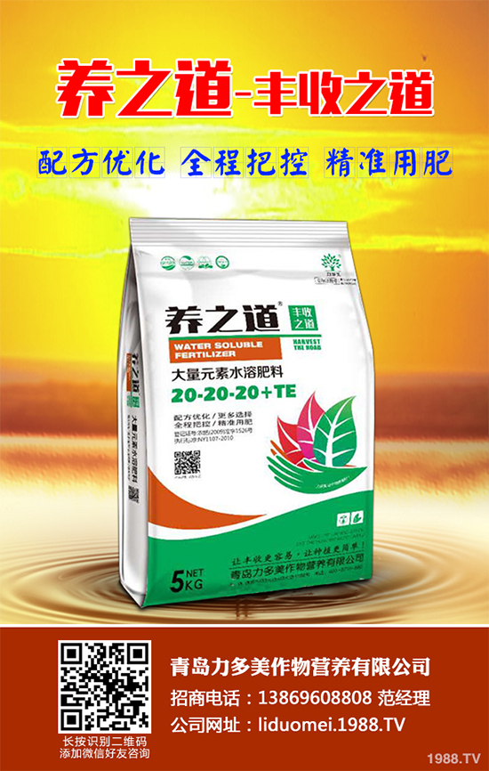 白皮松假活是咋回事？白皮松假活解決措施