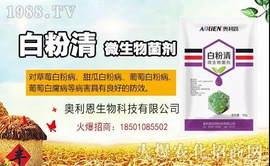 �׷۲�������(f��)�y�p���� ӛס�@��(g��)ˎ����Ч���ΰ׷۲����P����