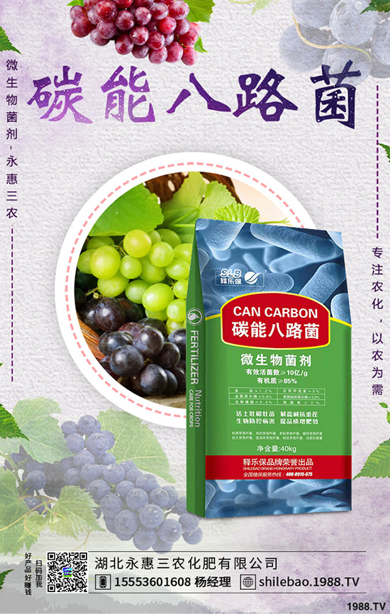 2020年春節(jié)蒜黃價格是否上漲？批發(fā)價多少錢一斤？蒜黃種植前景！