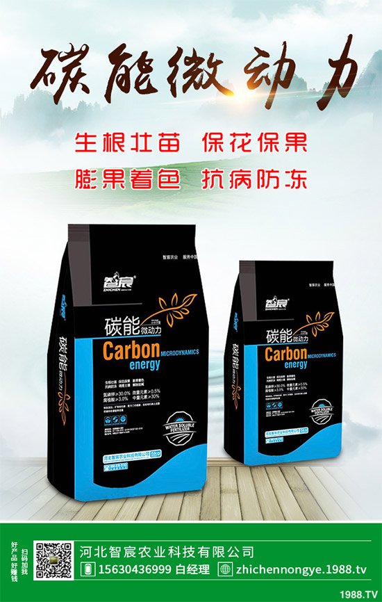 魔芋該怎么種？魔芋高產(chǎn)種植管理方案