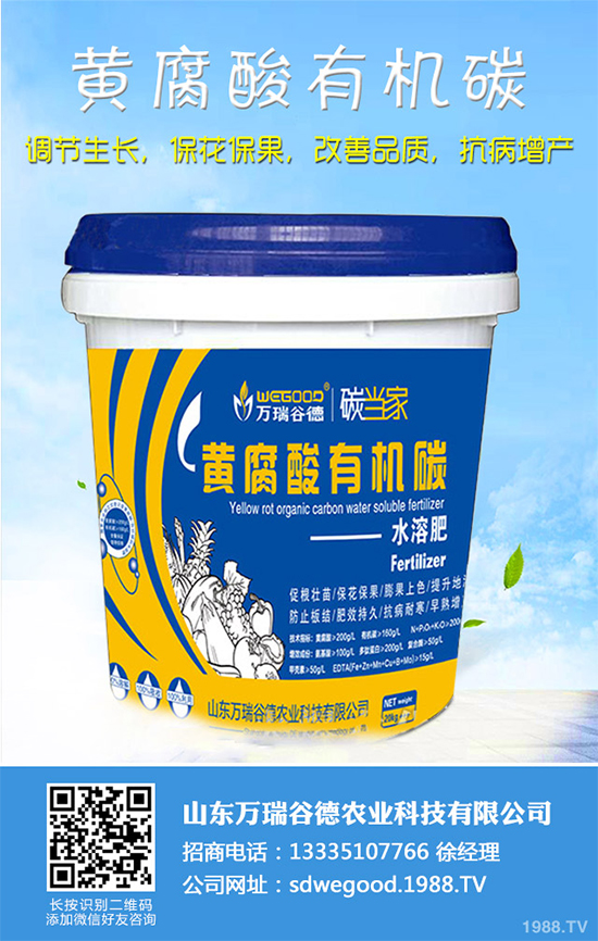 魔芋價(jià)格多少錢一斤？2020年魔芋種植的市場(chǎng)行情