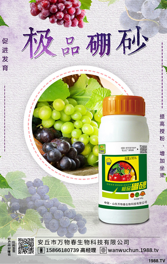 枸杞如何種植，枸杞種植條件有哪些？