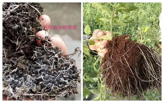 ��΢�������+�ЙC(j��)�ʡ�Ч��ţ����ʩһ���������ʡ���ָ߮a(ch��n)��