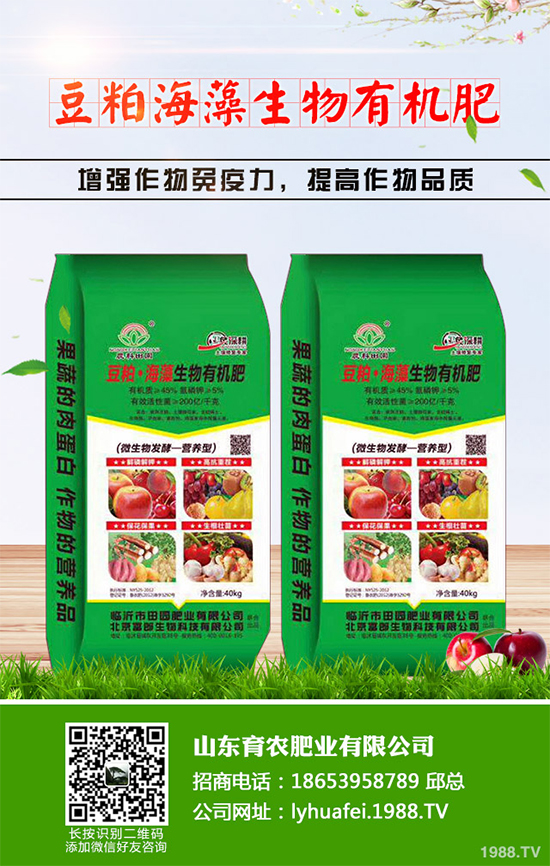 西蘭花種植需要注意些什么？西蘭花四個種植階段的管理要點