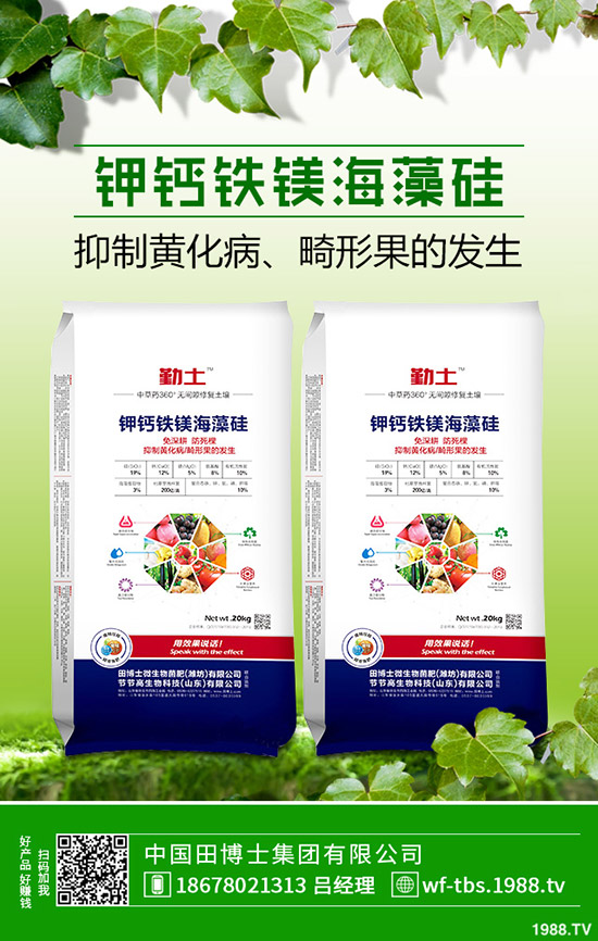 秋冬大棚黃瓜如何種植？秋冬黃瓜的種植方法及管理方法！