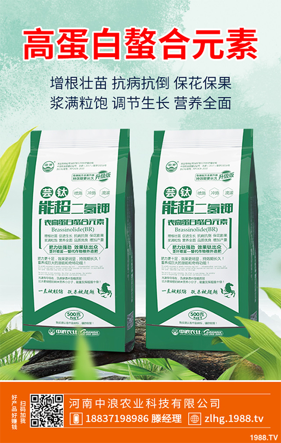 芥菜什么時候種植效益更好？芥菜高產(chǎn)種植技術(shù)要點(diǎn)