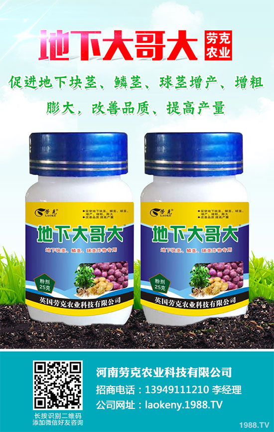 芥菜有哪些營養(yǎng)價值？吃芥菜有哪些好處？芥菜的功效與作用