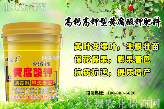 草莓生長對環(huán)境要求有哪些？秋季草莓定植注意事項(xiàng)和管理方式！