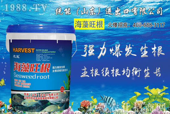 小麥種植時間如何確定？2020年小麥種植注意哪些問題？