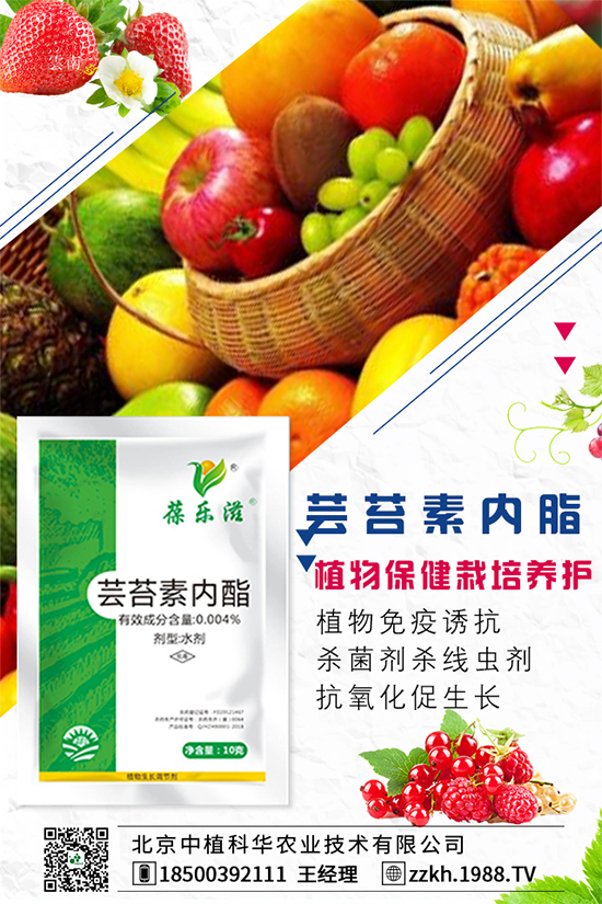 枸杞要怎么種植？枸杞水肥管理要點(diǎn)！