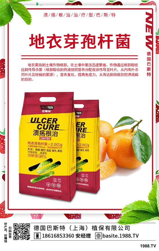  香椿怎么種植，種植密度該多大？香椿苗種植方法！