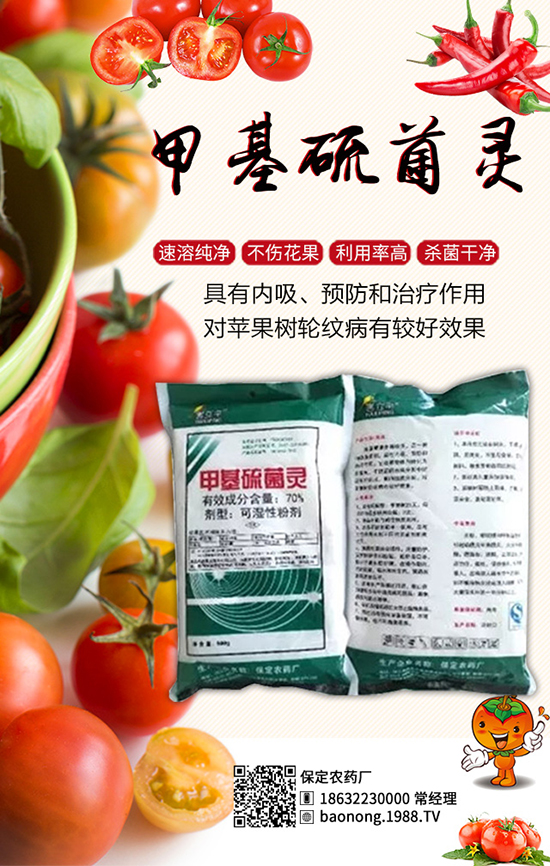 生物殺菌劑大蒜素：高效防治芒果角斑，果子賣相好