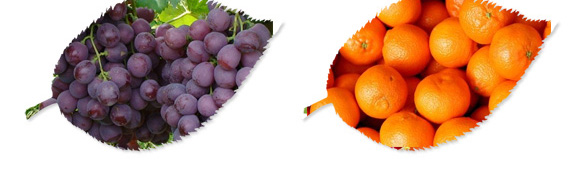 碳?xì)浜朔?紅藻門-碳?xì)鋰H_04