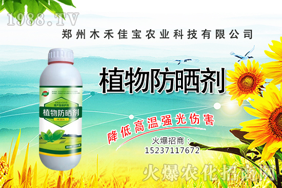 香樟樹種植栽培要點有哪些，香樟樹移栽方法！