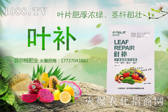 無花果種植前景怎么樣？無花果種植時間和方法！