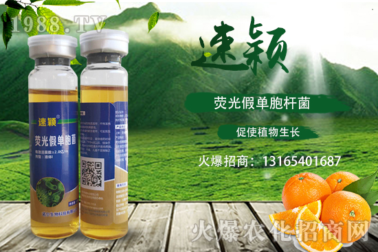 柑橘潰瘍病危害一年比一年嚴(yán)重，柑橘潰瘍病如何防控？