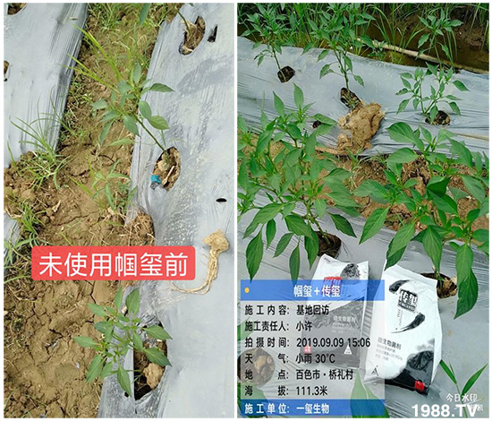 好產(chǎn)品好作用，“一璽生物”微生物菌劑“幗璽”客戶真實(shí)反饋！