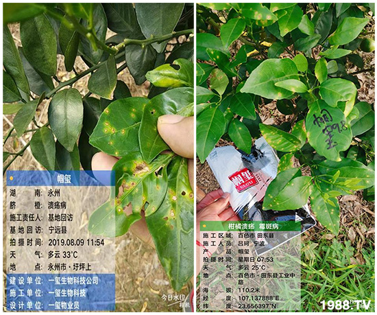 好產(chǎn)品好作用，“一璽生物”微生物菌劑“幗璽”客戶真實(shí)反饋！