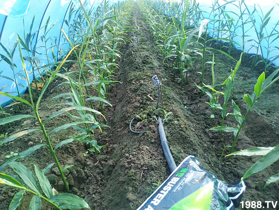     ���׌�Nֲ׃�ø��p����һ���ײ���ȫ���䷽����˹�ش󽪠I�B(y��ng)�ײͷ�����