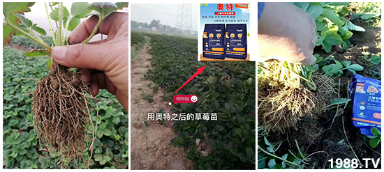     ���׌�Nֲ׃�ø��p����һ���ײ���ȫ���䷽����˹�ش󽪠I�B(y��ng)�ײͷ�����