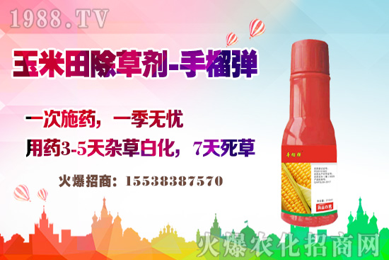 玉米田除草有講究，玉米除草劑這樣打，不長(zhǎng)雜草不傷苗！