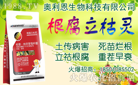 洋蔥如何施肥？洋蔥種植方法及播種時(shí)間！