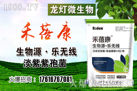 ���t���ڷ۷����ǣ����t��¶��ʹ���Nֲ�кβ�ͬ��