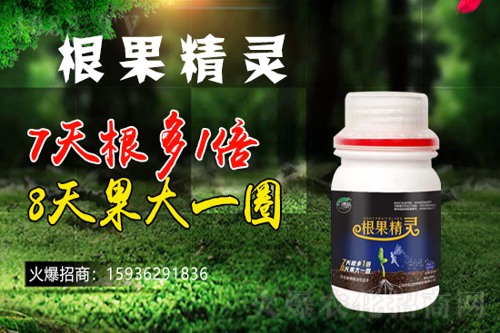 以色列戈蘭再續(xù)1988.TV，共謀合作新發(fā)展！