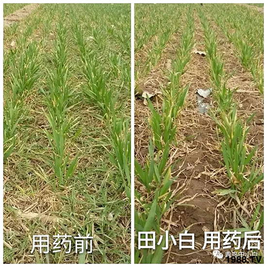 小麥雜草，節(jié)節(jié)麥泛濫成災(zāi)，怎么辦？小麥除草劑怎么選