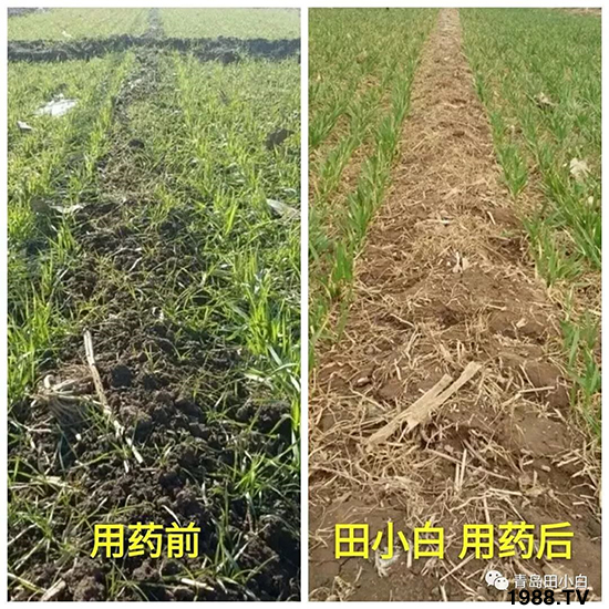 小麥雜草，節(jié)節(jié)麥泛濫成災(zāi)，怎么辦？小麥除草劑怎么選