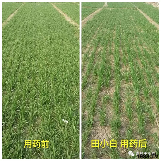 小麥雜草，節(jié)節(jié)麥泛濫成災(zāi)，怎么辦？小麥除草劑怎么選