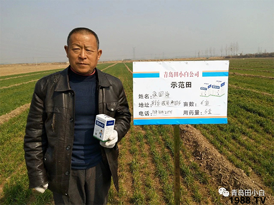 小麥雜草，節(jié)節(jié)麥泛濫成災(zāi)，怎么辦？小麥除草劑怎么選