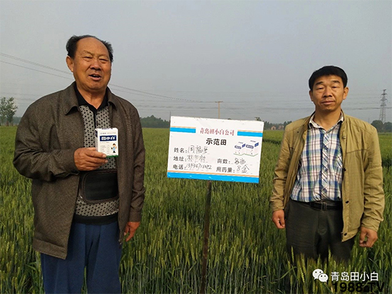 小麥雜草，節(jié)節(jié)麥泛濫成災(zāi)，怎么辦？小麥除草劑怎么選