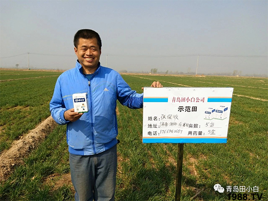 小麥雜草，節(jié)節(jié)麥泛濫成災(zāi)，怎么辦？小麥除草劑怎么選