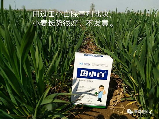 小麥雜草，節(jié)節(jié)麥泛濫成災(zāi)，怎么辦？小麥除草劑怎么選