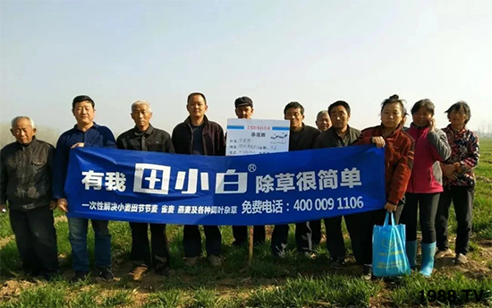 小麥雜草，節(jié)節(jié)麥泛濫成災(zāi)，怎么辦？小麥除草劑怎么選