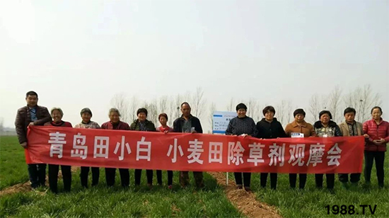 小麥雜草，節(jié)節(jié)麥泛濫成災(zāi)，怎么辦？小麥除草劑怎么選