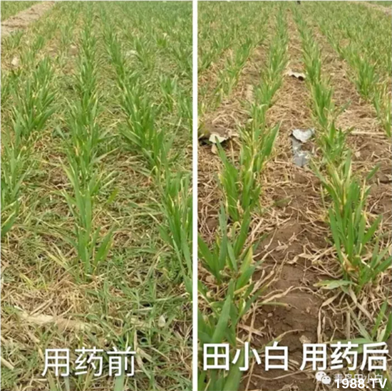 節(jié)節(jié)麥危害嚴(yán)重怎么打？用什么藥劑效果好？