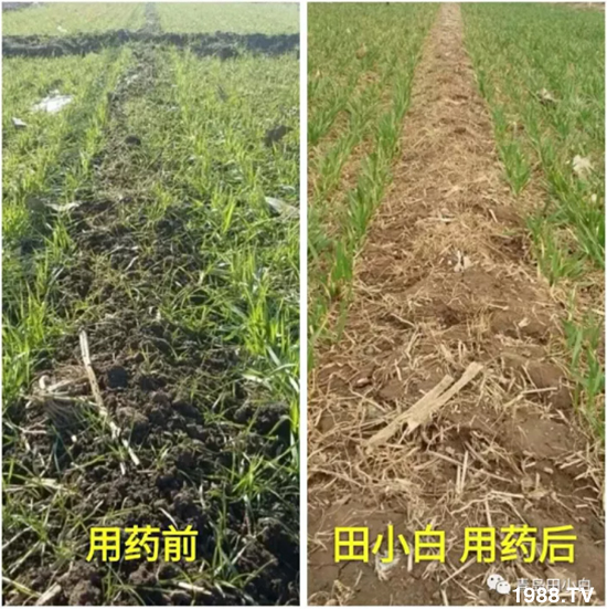 節(jié)節(jié)麥危害嚴(yán)重怎么打？用什么藥劑效果好？