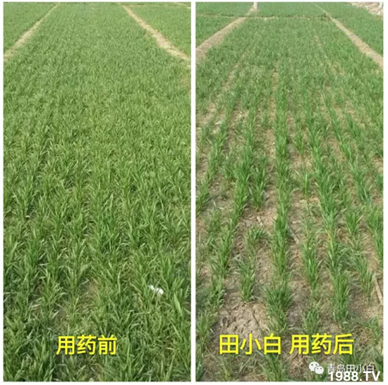 節(jié)節(jié)麥危害嚴(yán)重怎么打？用什么藥劑效果好？