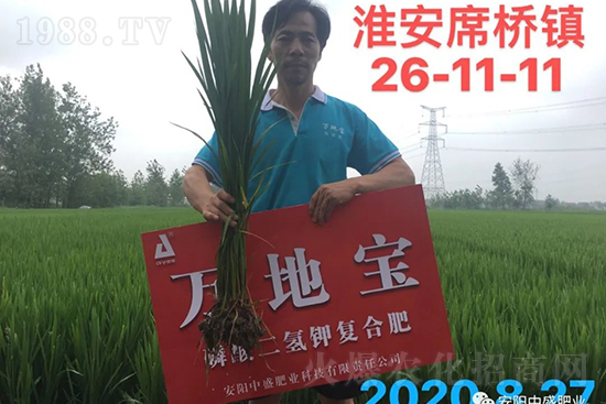 水稻分蘗不好對產量有多大影響？促進水稻分蘗怎么做？