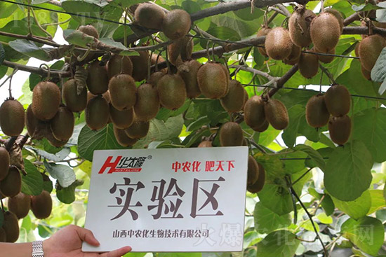 獼猴桃需肥特點(diǎn)有哪些？獼猴桃膨大肥怎么施