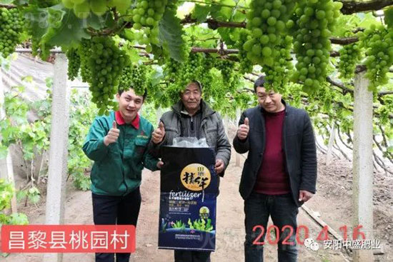 葡萄軟果是什么原因？如何防治？