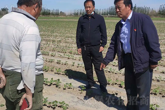 中農(nóng)化新疆北疆辦事處負責人：同路同行共發(fā)展