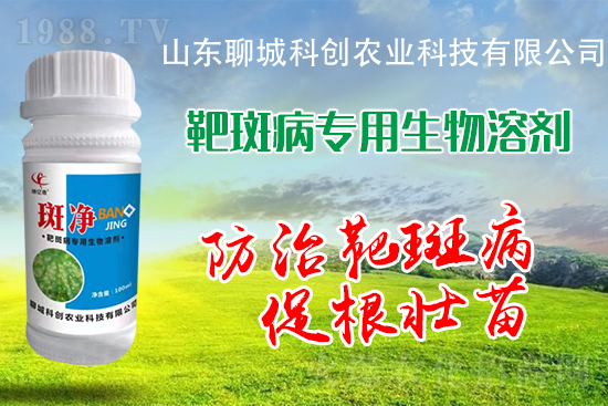 黃瓜靶斑病危害逐年加重！防治措施有哪些？