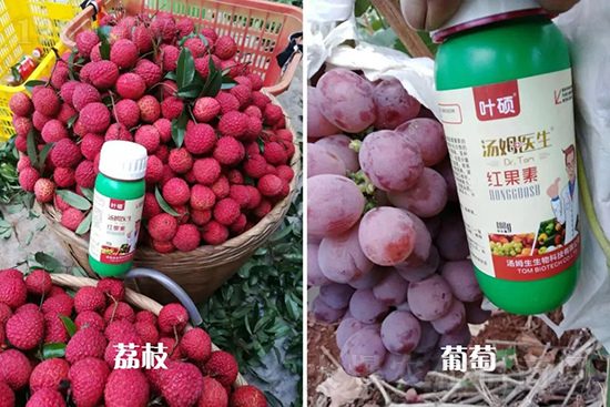 �t���ء�ֻ���D(zhu��n)ɫ�������D(zhu��n)ɫ���������߼t���ó���